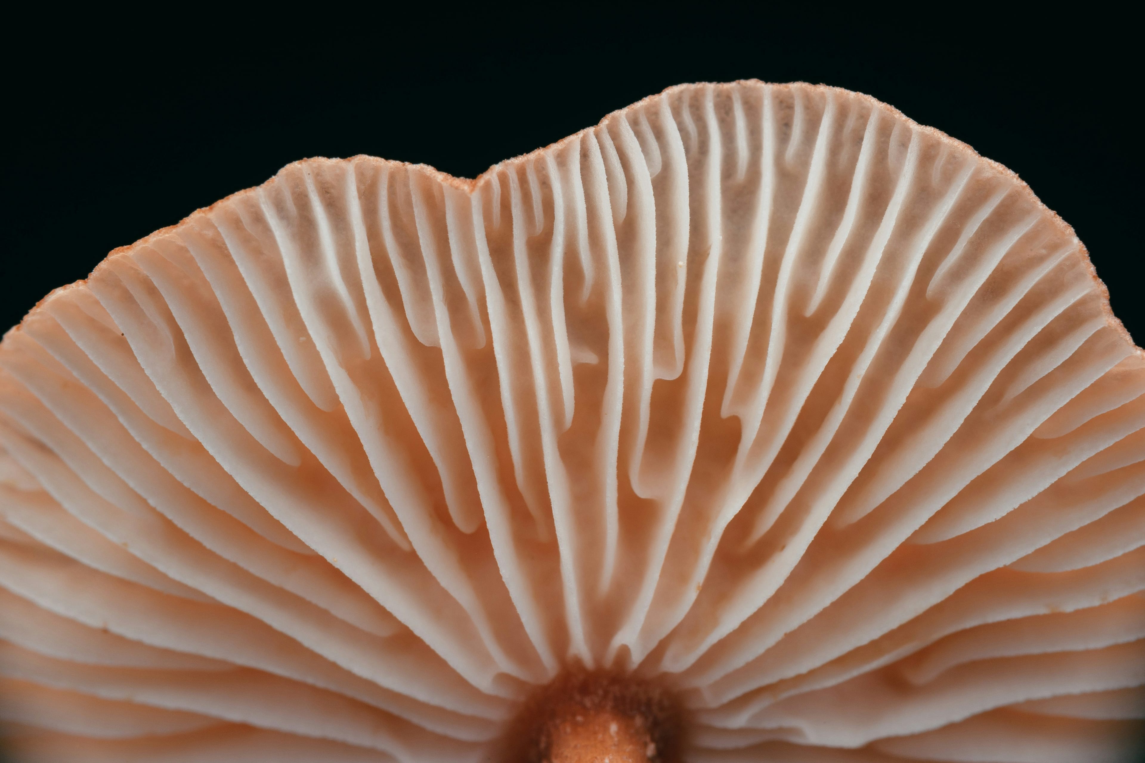 Three hospitalized in Napa County amid California mushroom poisoning outbreak