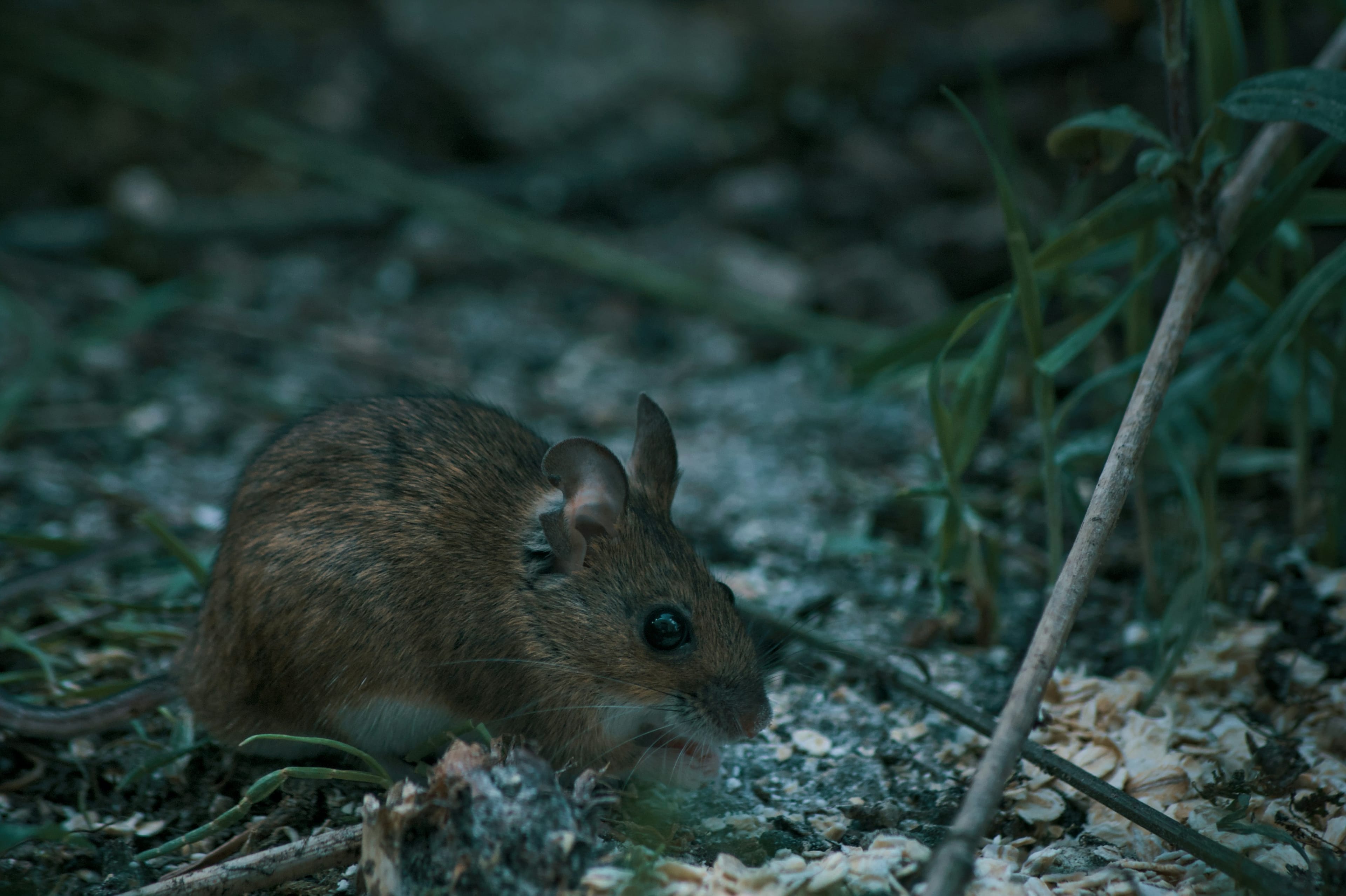 Hantavirus: What the public should know about the rare rodent-borne illness