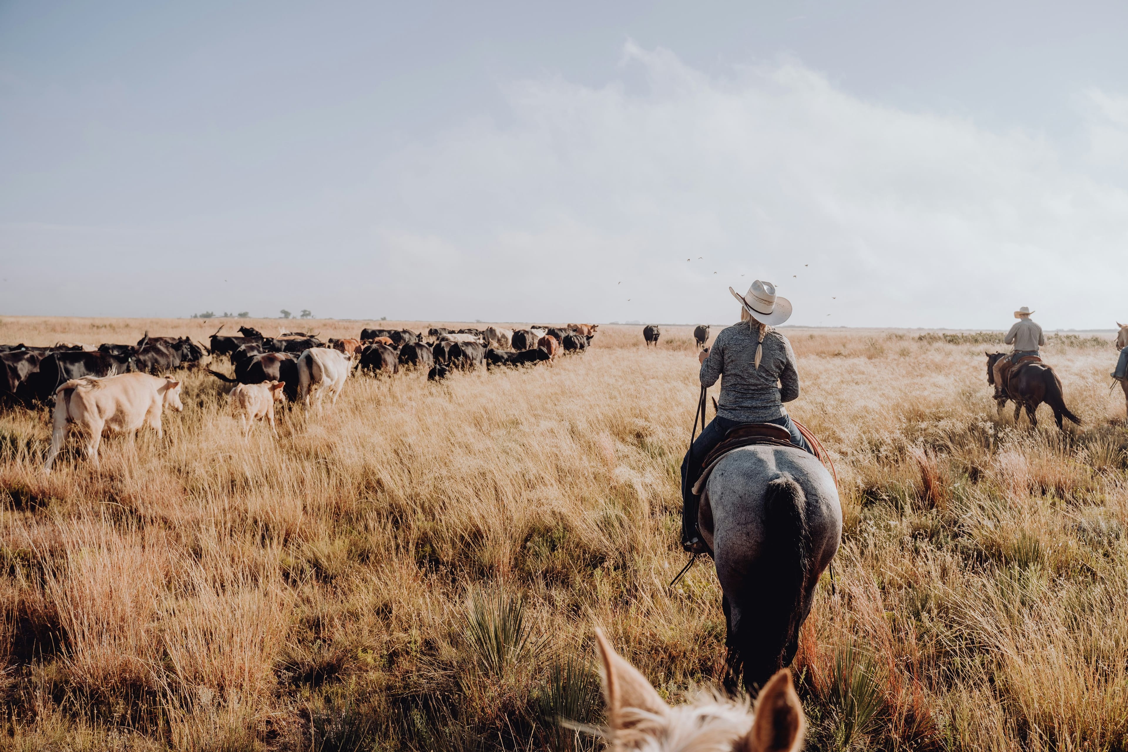 'Dutton Ranch' Yellowstone Spinoff Draws Mixed-to-Positive Reviews
