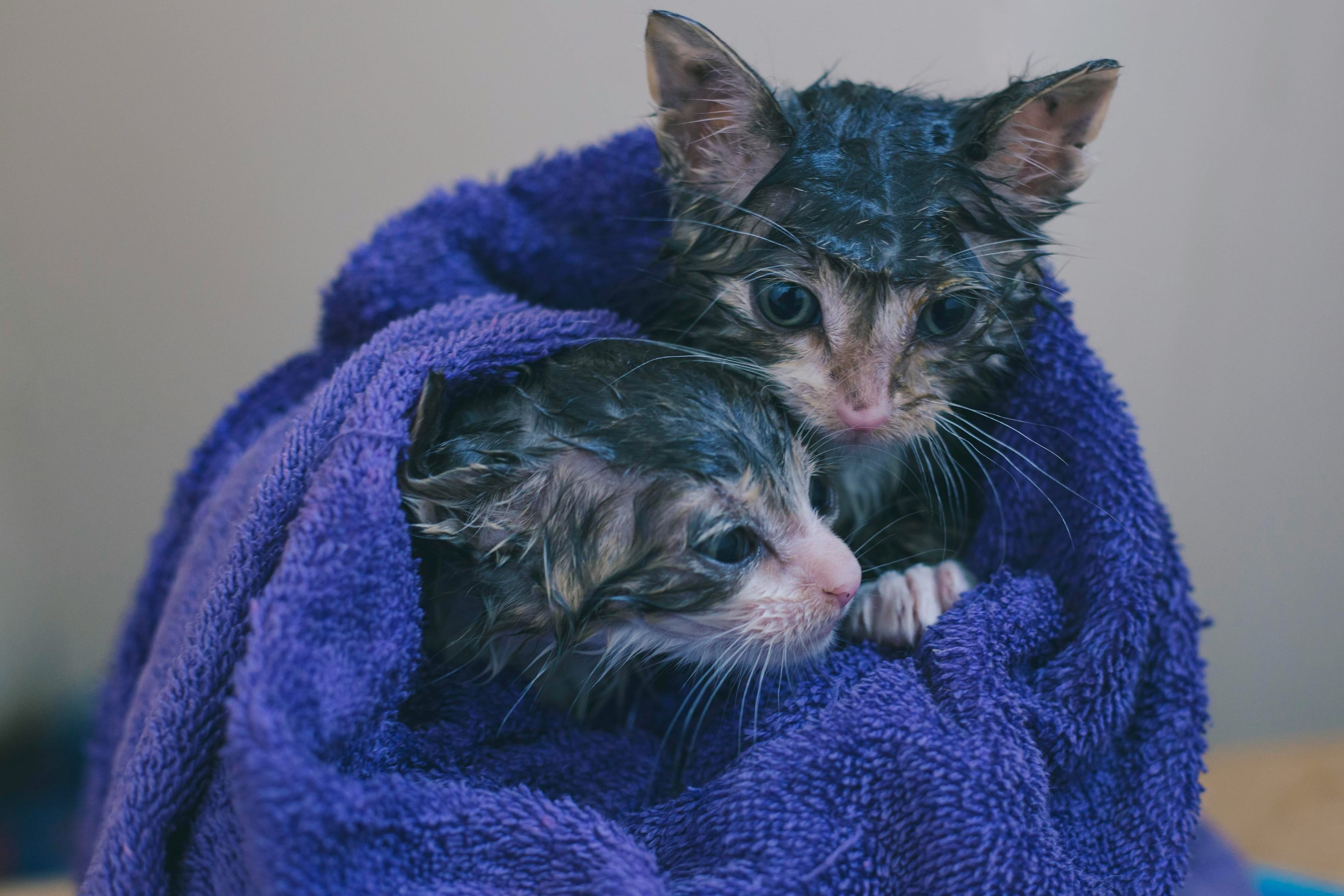 Kitten survives Mississippi tornado, rescued from home rubble