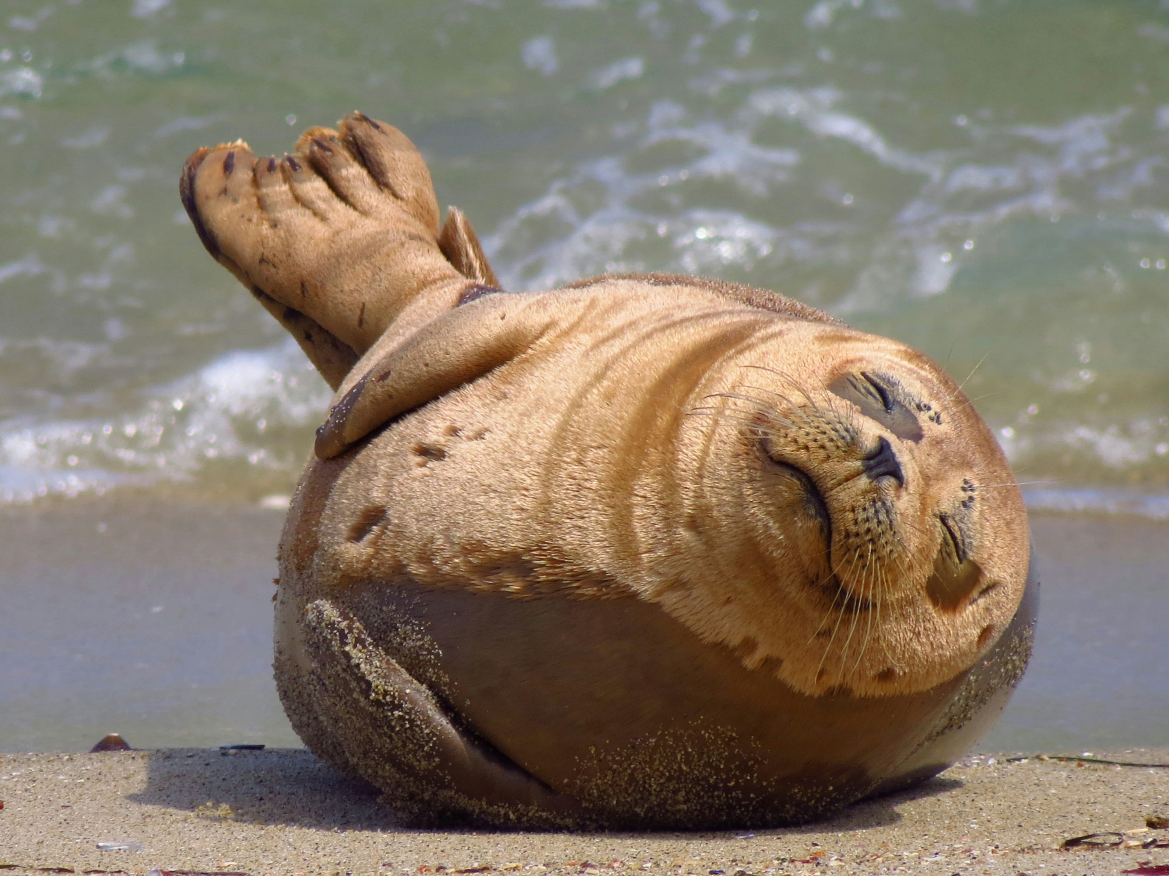 Tourist Arrested After Video Shows Rock Thrown at Hawaiian Monk Seal