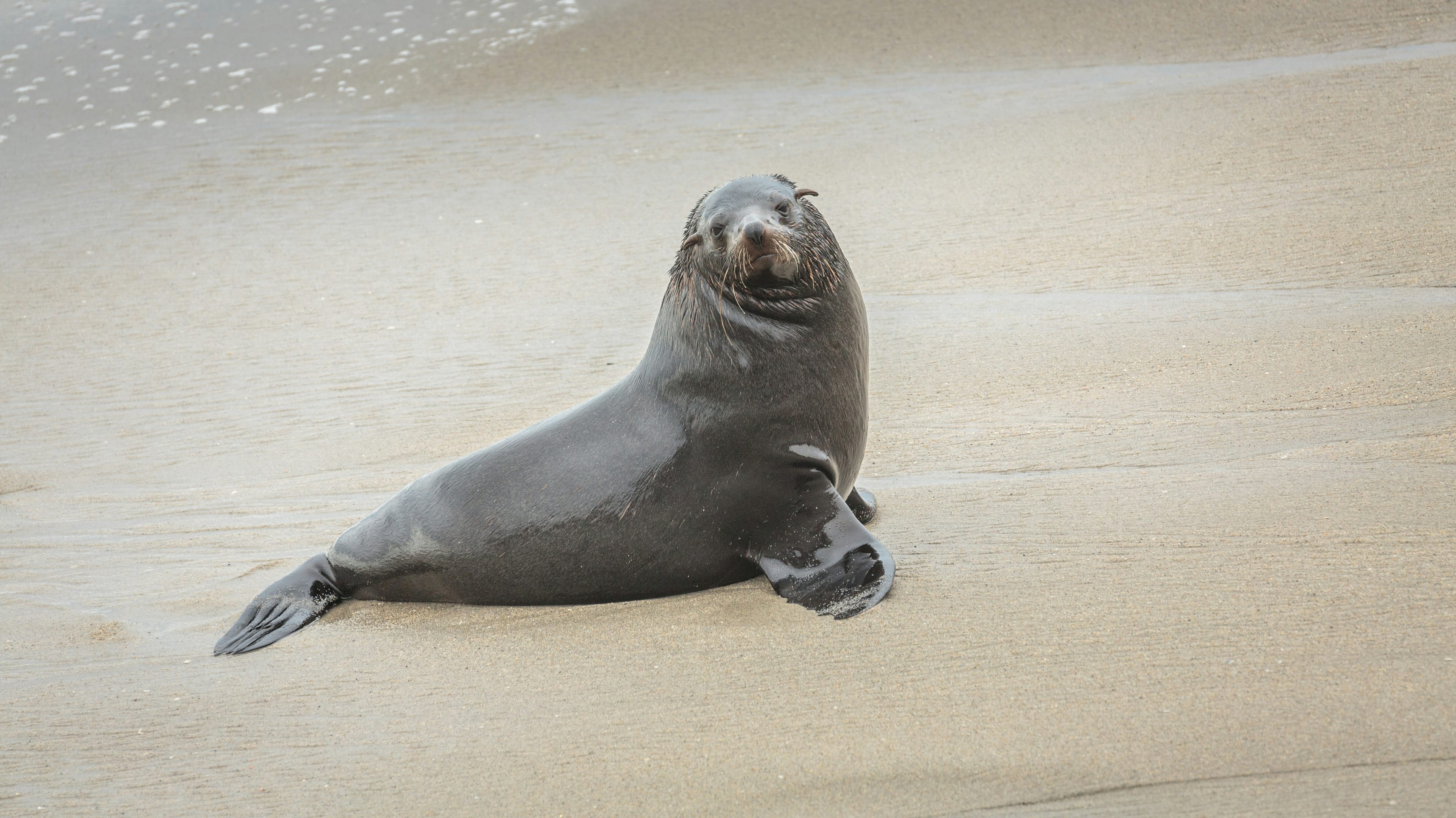 Off-duty Bay Area officer rescues emaciated sea lion pup near Highway 101