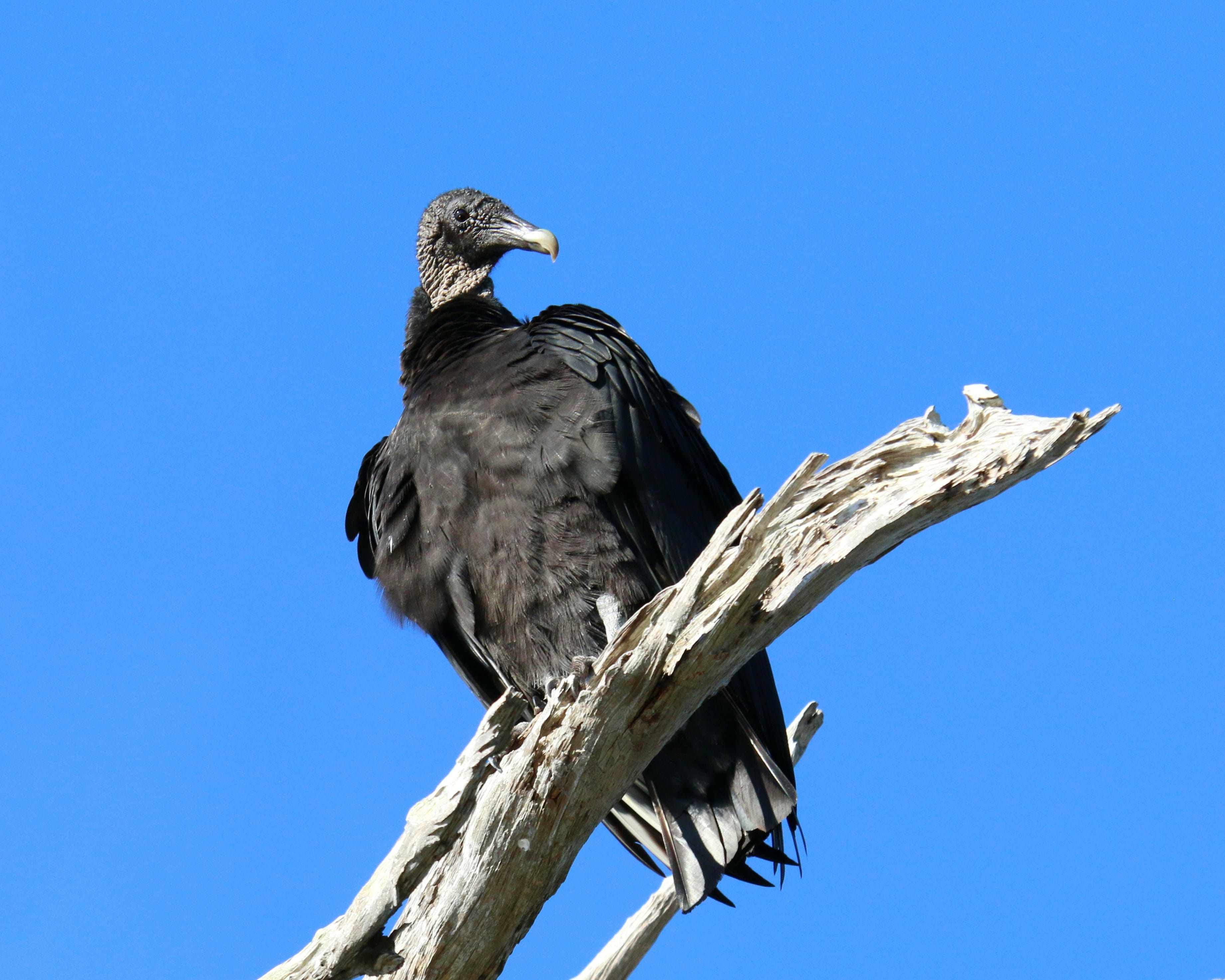 33 Black Vultures Found Killed and Dumped in Great Smoky Mountains