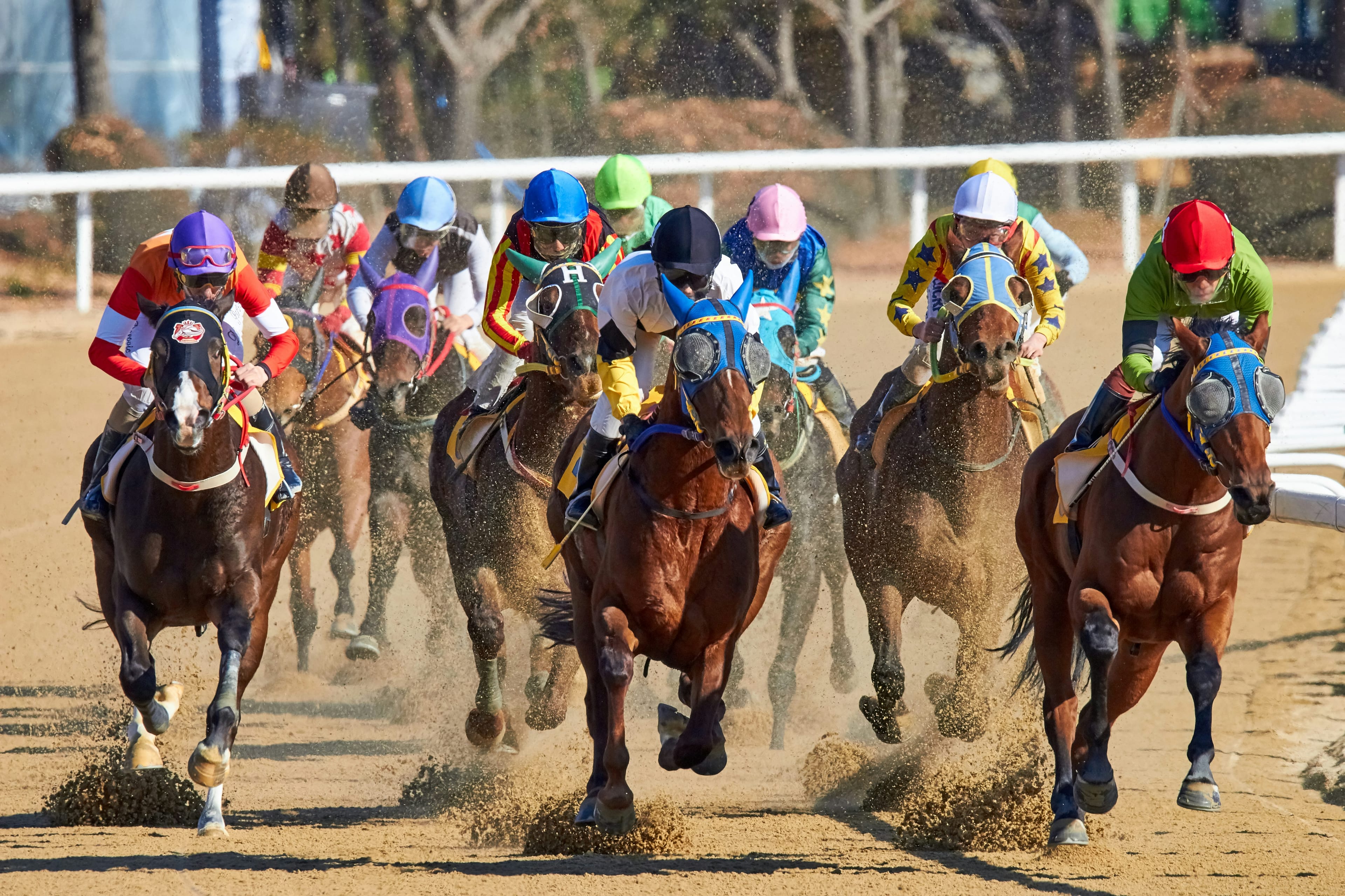 Puerto Rico Authorities Link Derby Jockeys and MLB Pitcher to Cockfighting